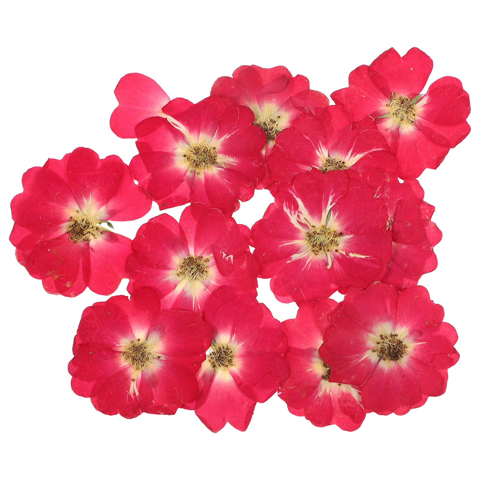 12Pcs Natural Dried Rose Press - The Art And Craft Of Jewelry review and price