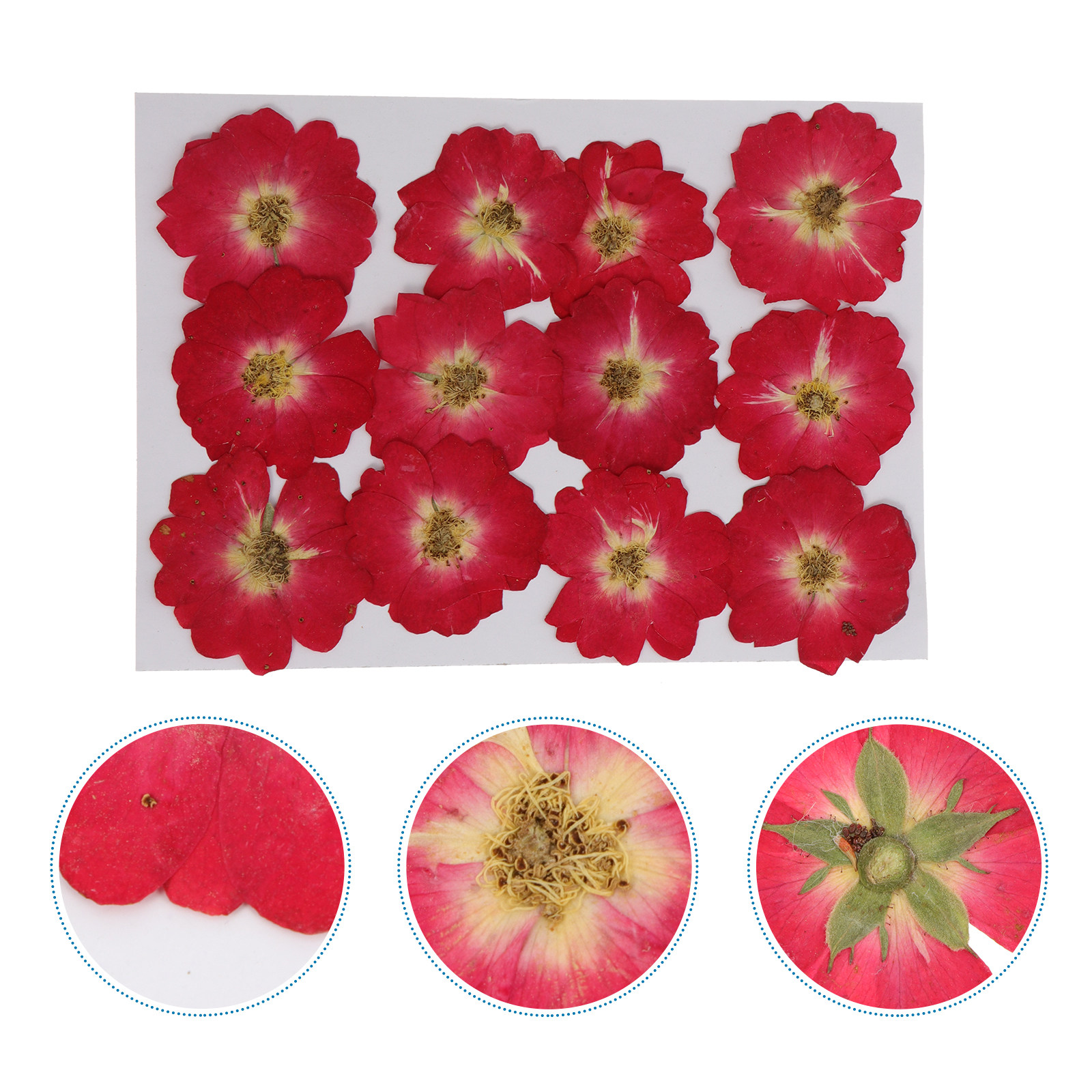 12Pcs Natural Dried Rose Press - The Art And Craft Of Jewelry review and price