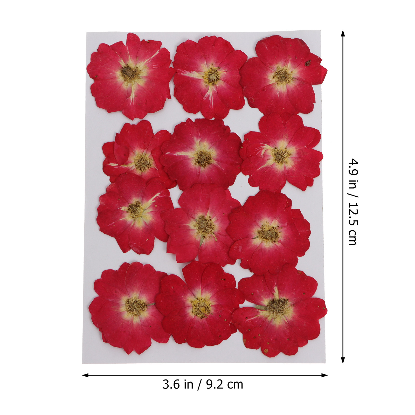 12Pcs Natural Dried Rose Press - The Art And Craft Of Jewelry review and price