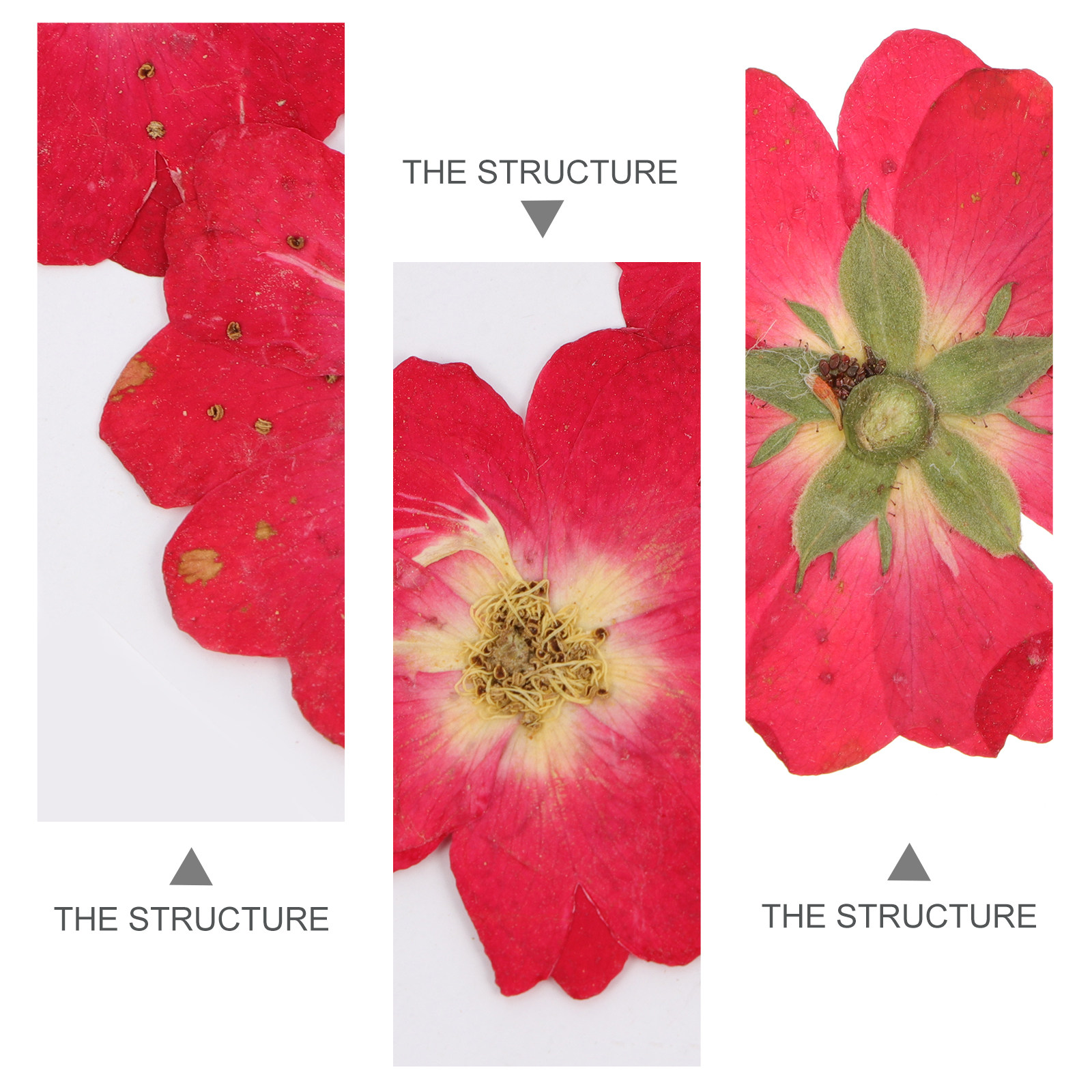 12Pcs Natural Dried Rose Press - The Art And Craft Of Jewelry review and price